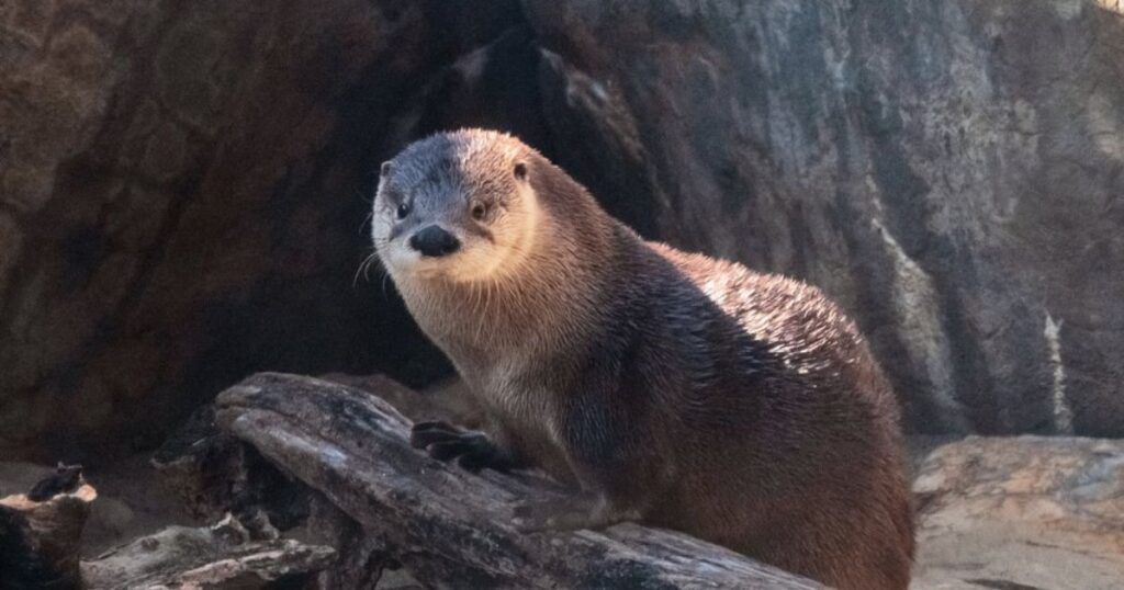 Otter Names