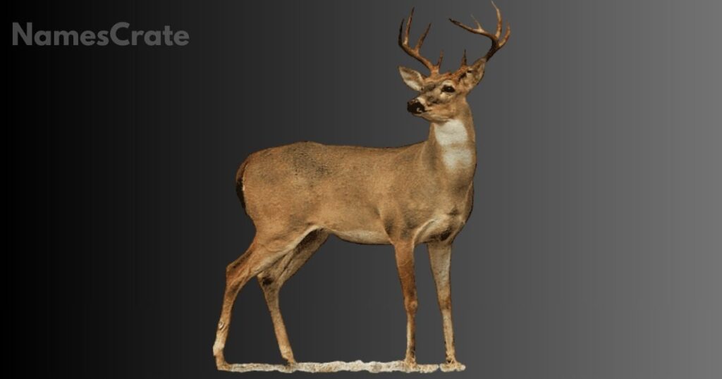 Adorable Deer Names