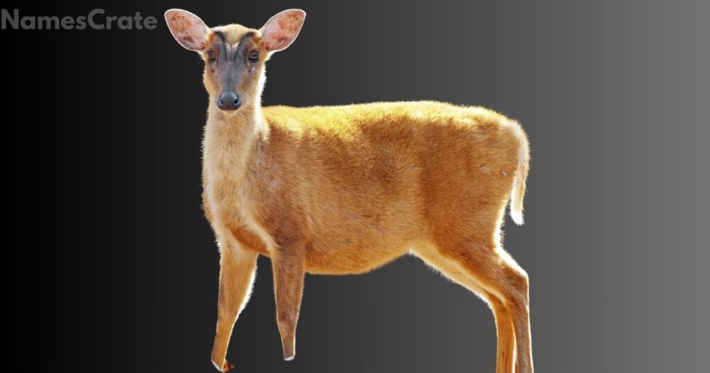 Female Deer Names 