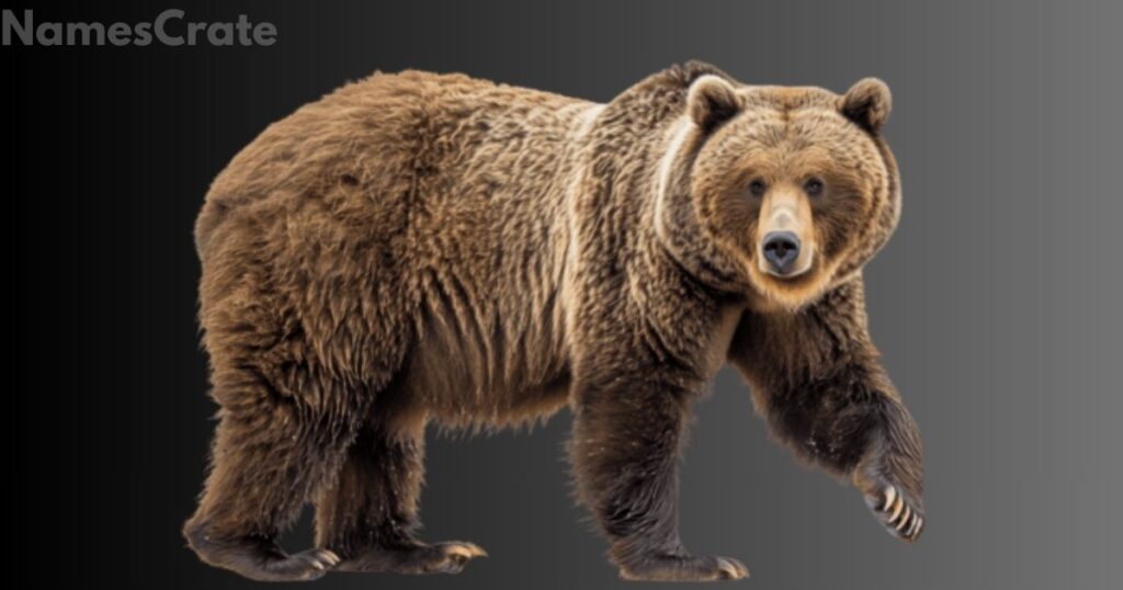 Catchy Brown Bear Names