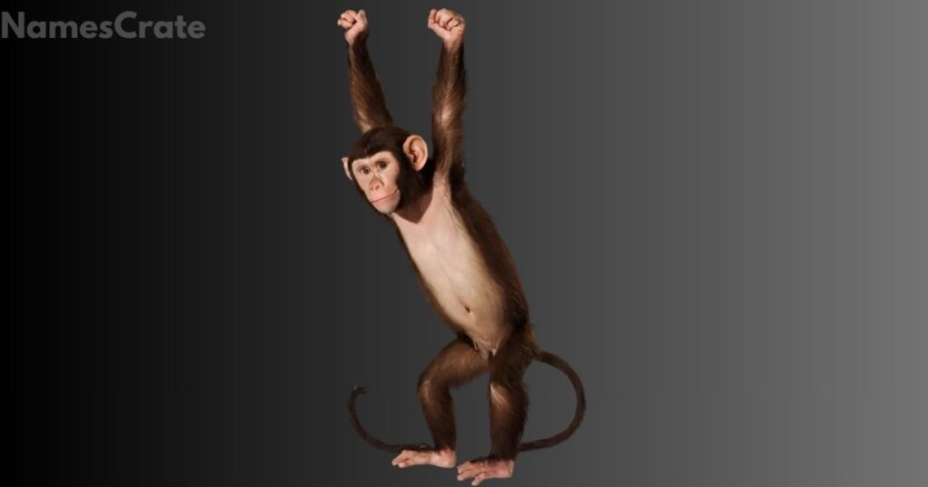 Cool Monkey Names