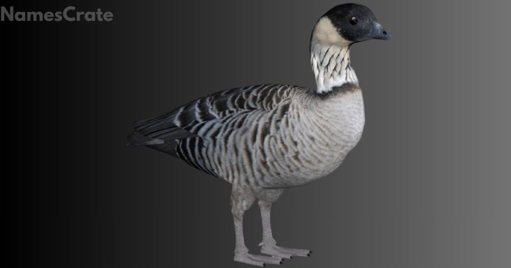 Birds that Start With N 