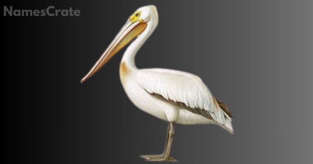 Catchy Pelican Names