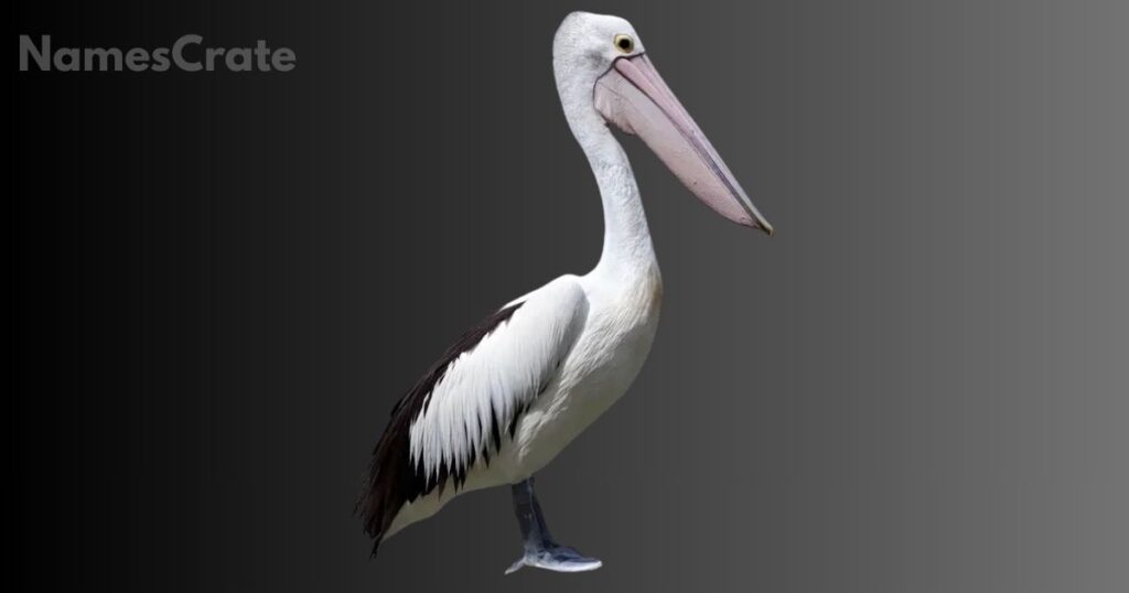 Creative Pelican Names