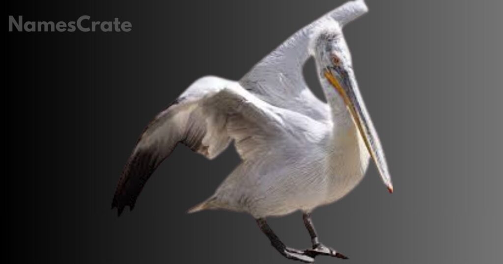 Cute Pelican Names