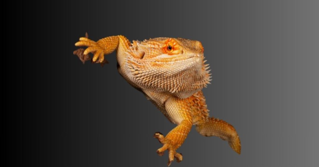 Amazing Bearded Dragon Names