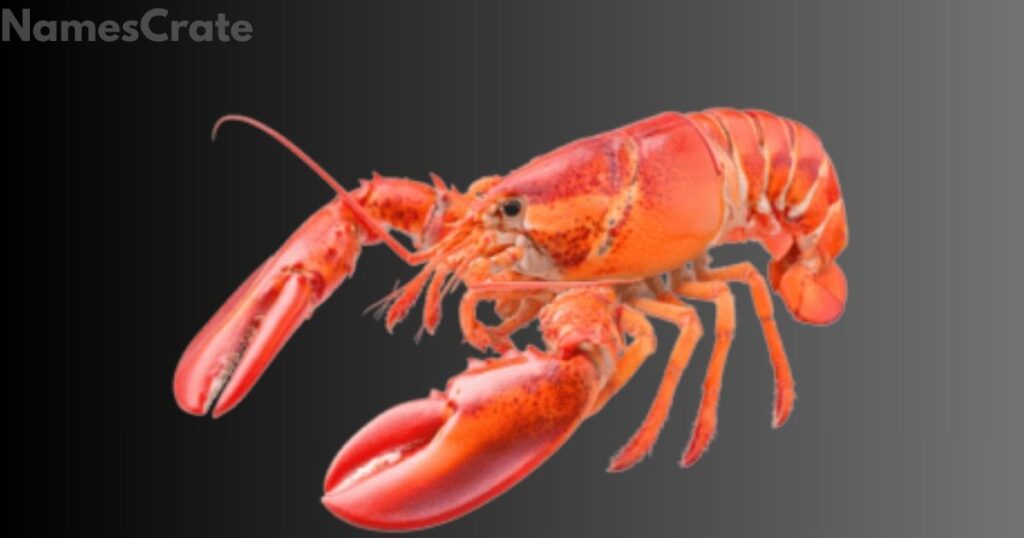 Amazing Lobster Names 