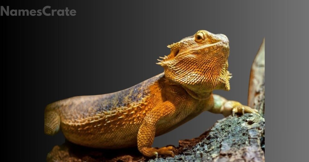 Catchy Bearded Dragon Names