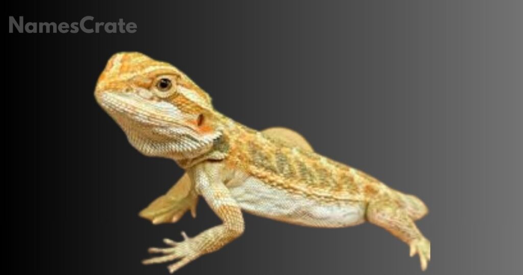 Creative Bearded Dragon Names