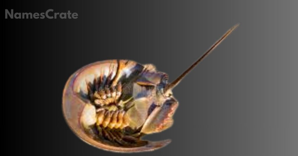 Cute Animal Names that Start With X 