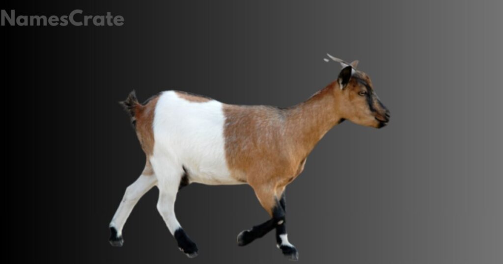 Female Goat Names