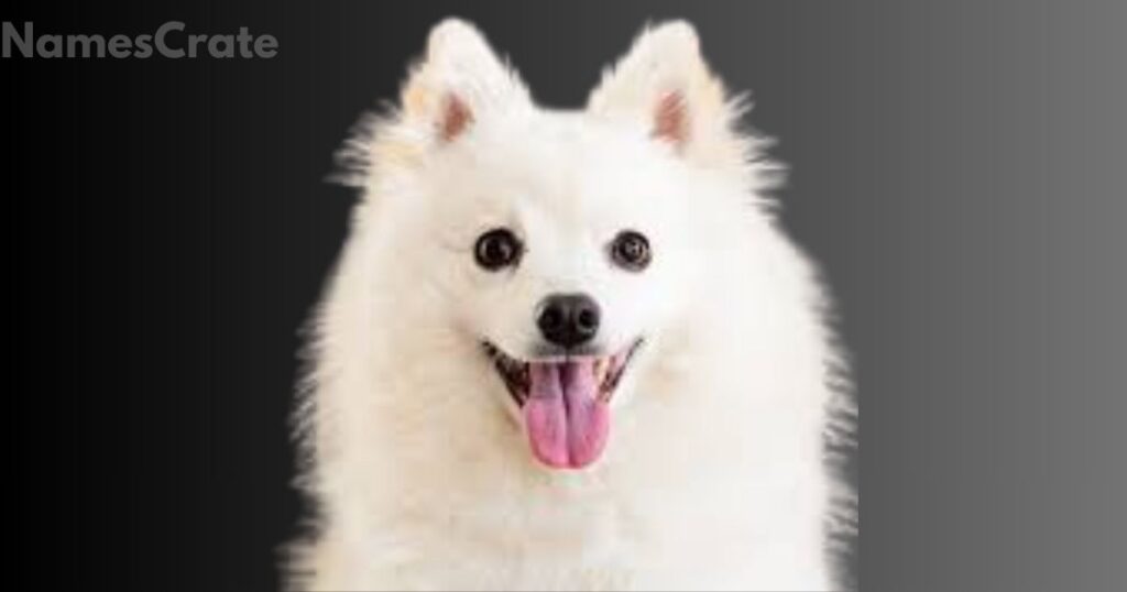 Good White Dog Names