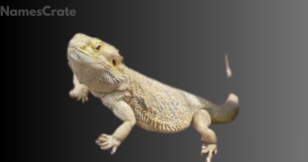Male Bearded Dragon Names 
