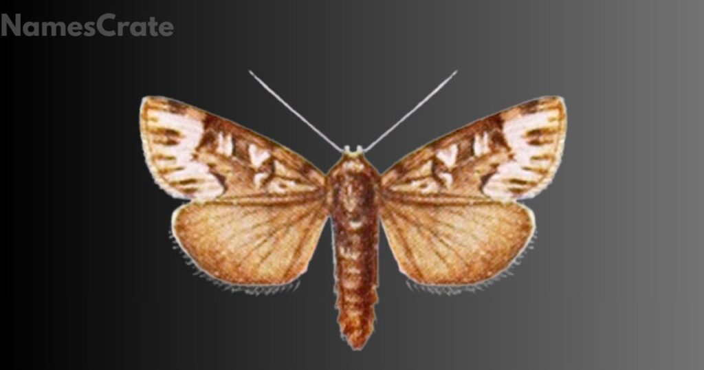 Rare Animal Names that Start With X  