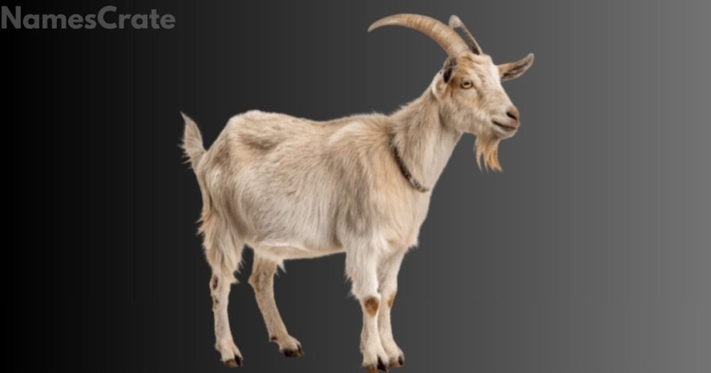Silly Goat Names