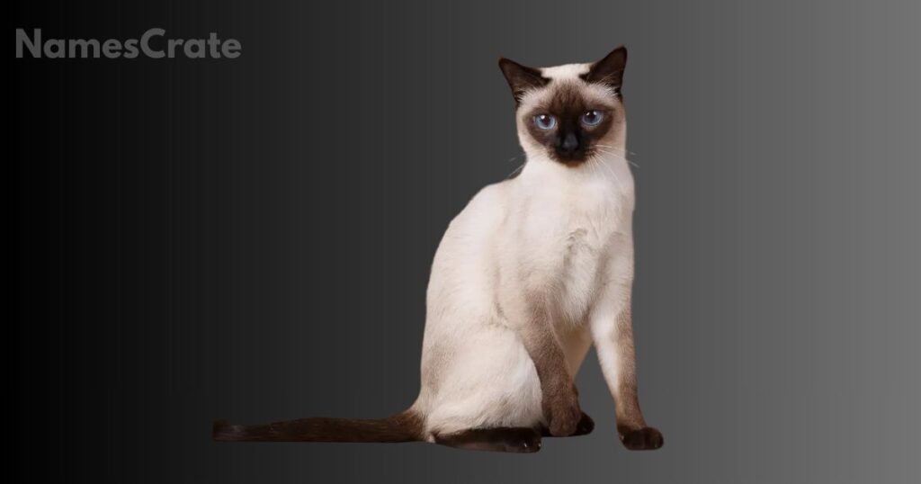 Thai Names for Siamese Cats