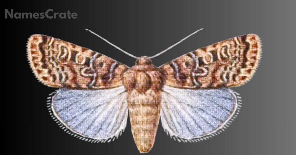 Unique Animal Names that Start with X 