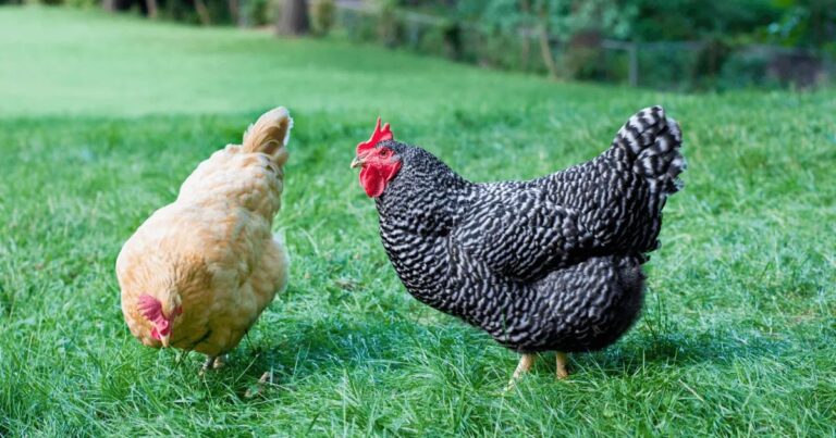 Chicken Names