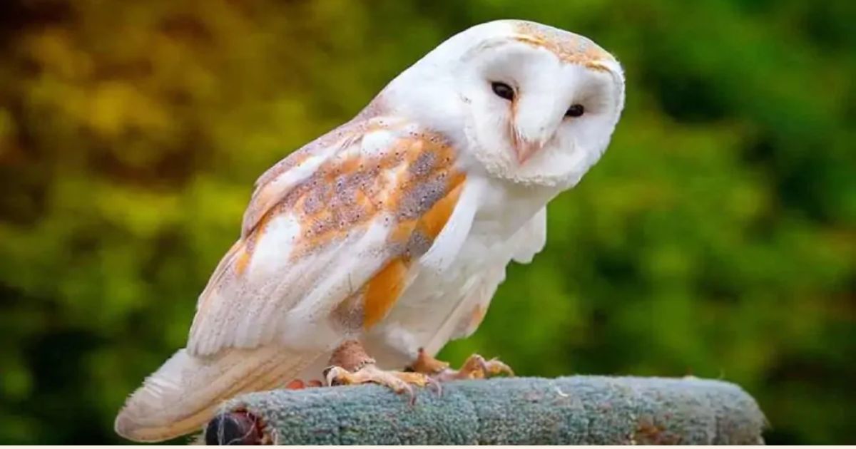 Cool Owl Names