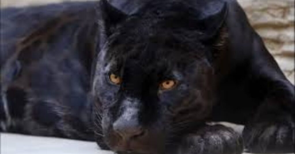 Cool Panther Names