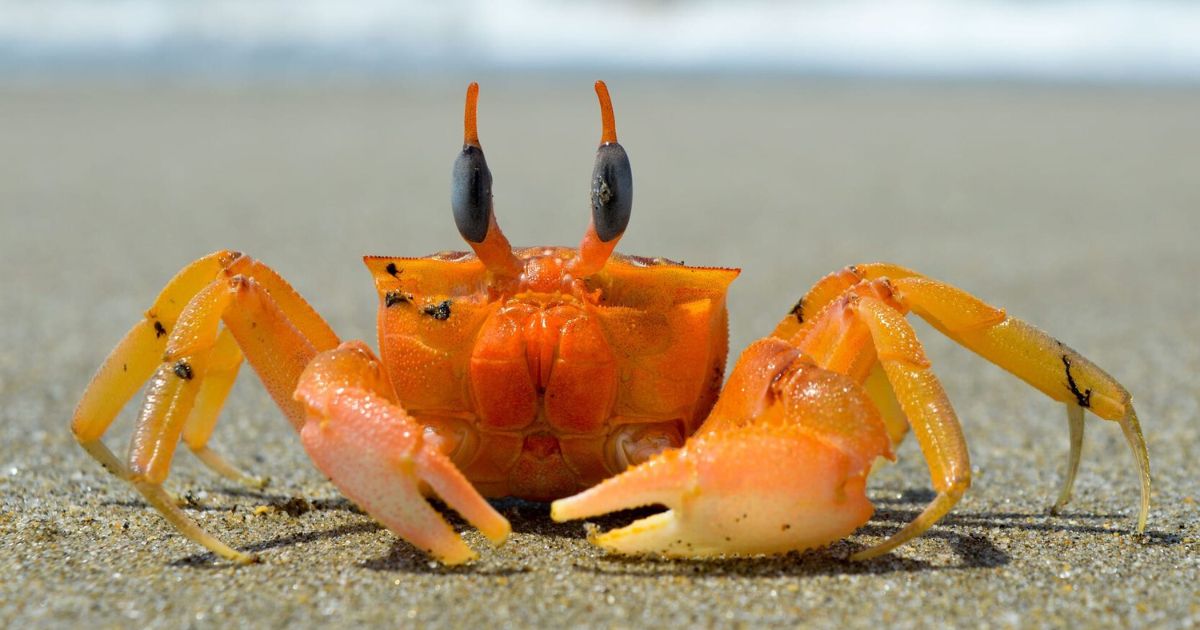 Crab Names