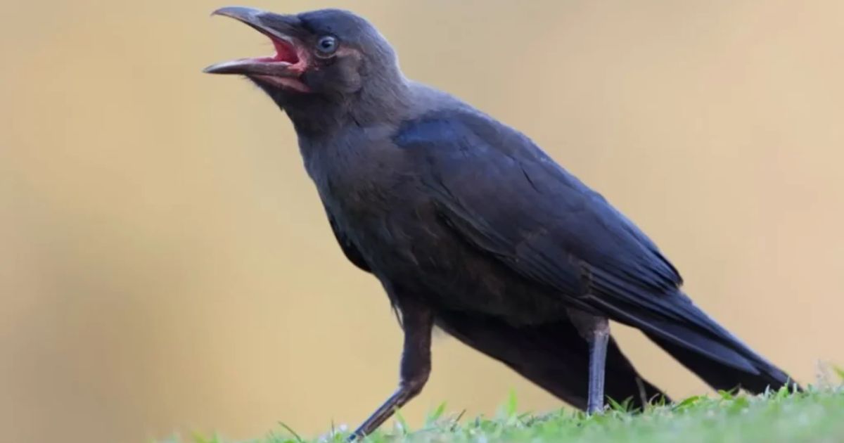 Crow Names