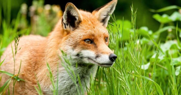 Fox Names