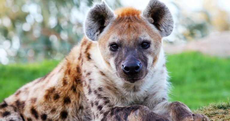 Hyena Names