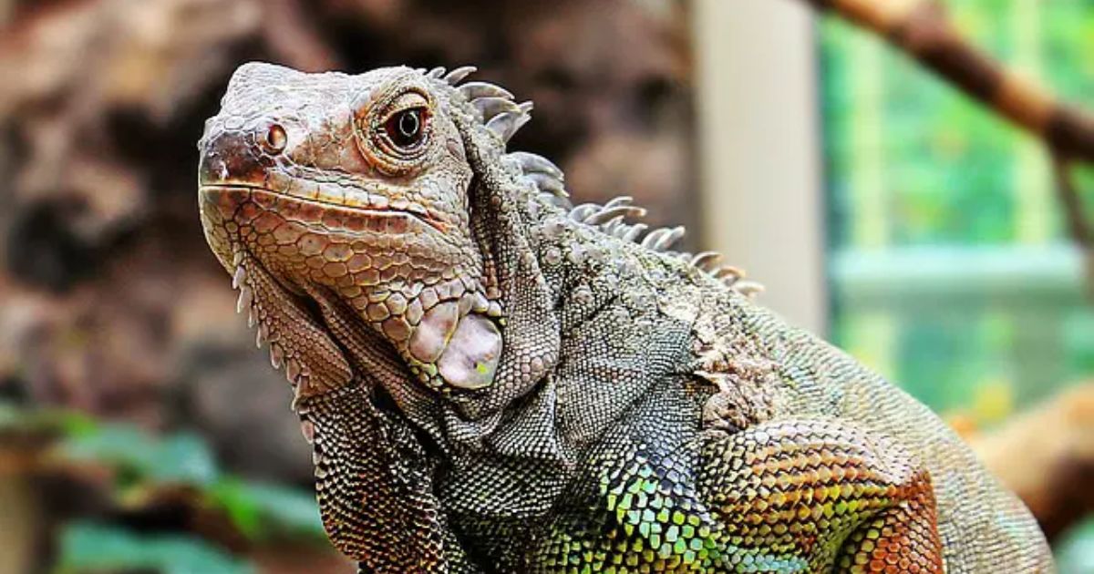 Iguana Names