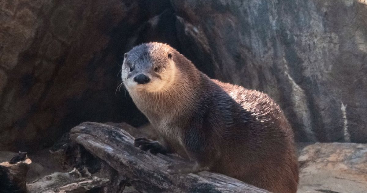 Otter Names