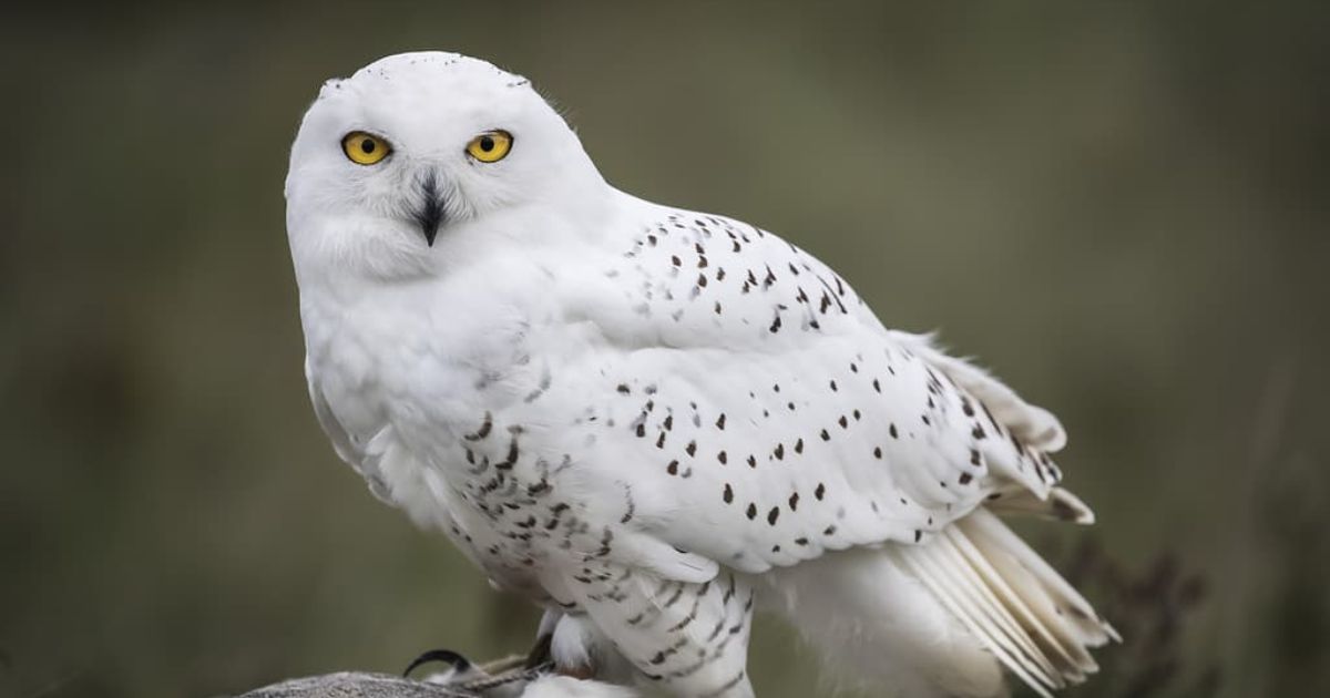 Owl Names