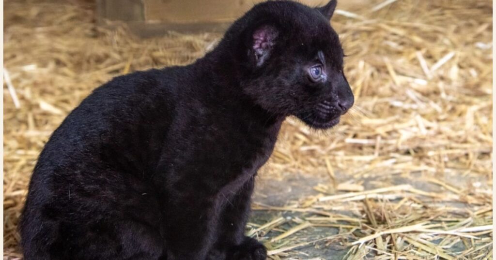 Panther Baby Names