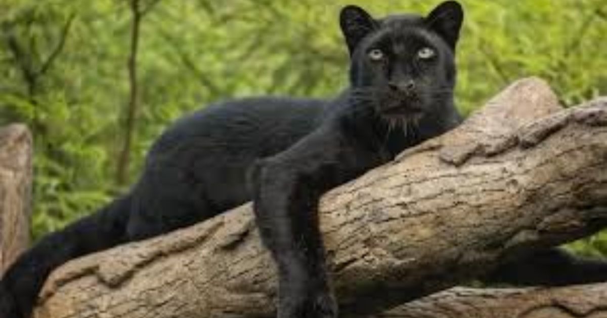 Panther Names
