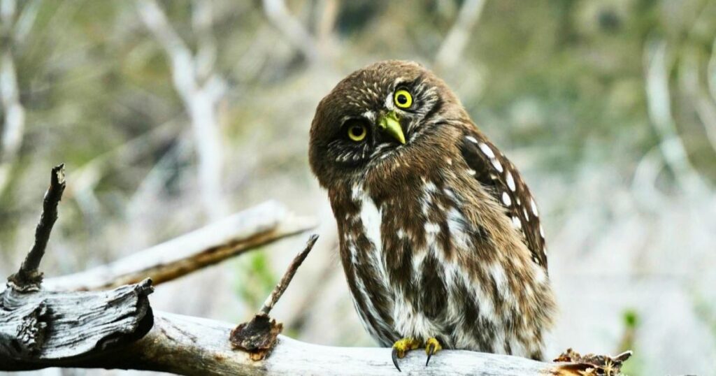 Why Naming Your Owl Matters