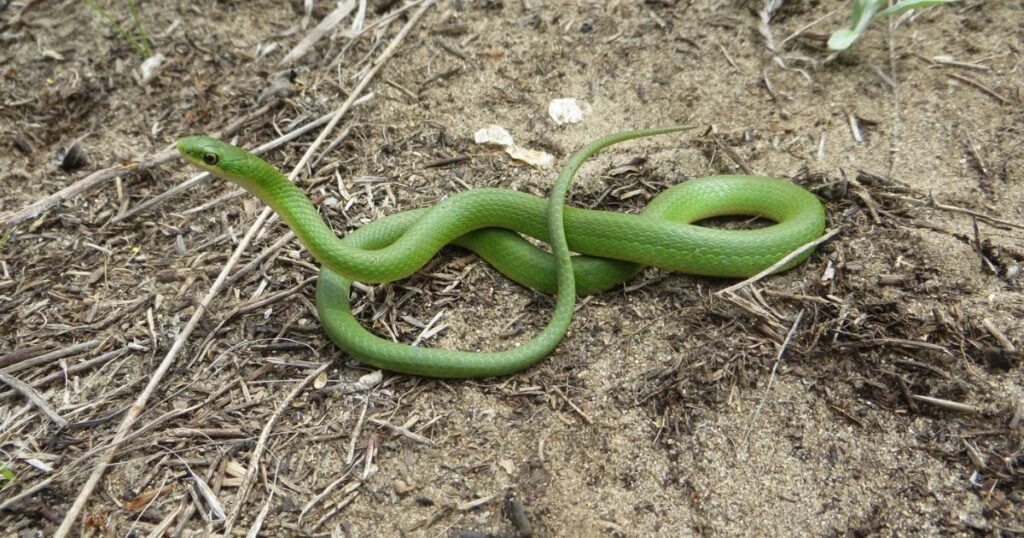 Baby Snake Names