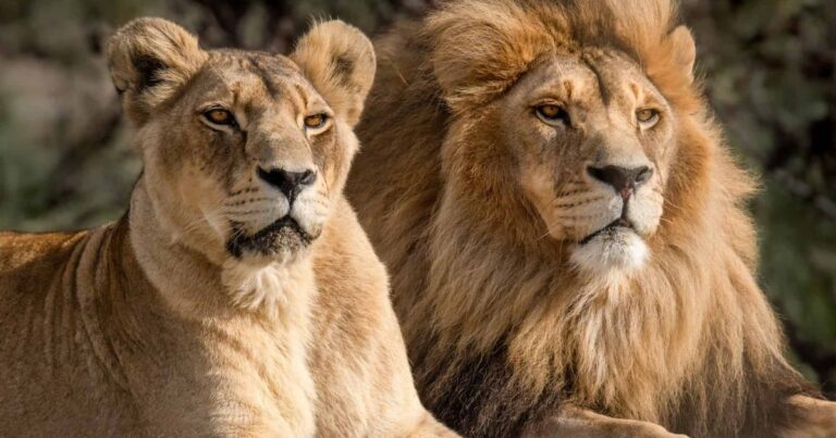 Lion Names