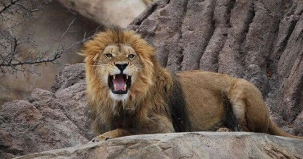 Powerful Lion Names