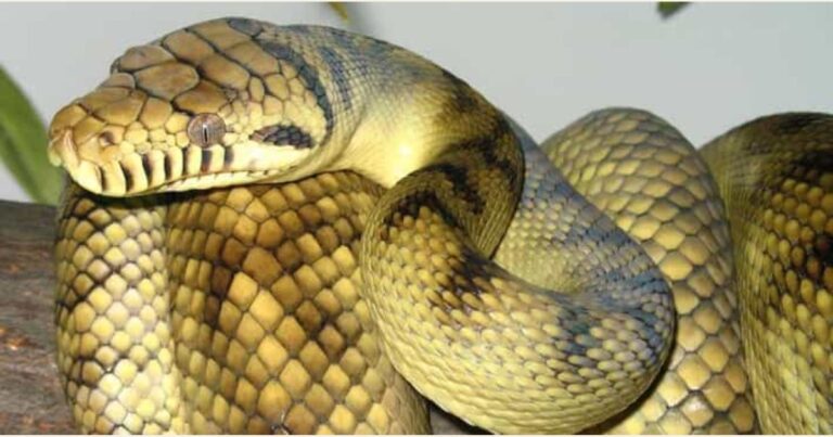 Snake Names