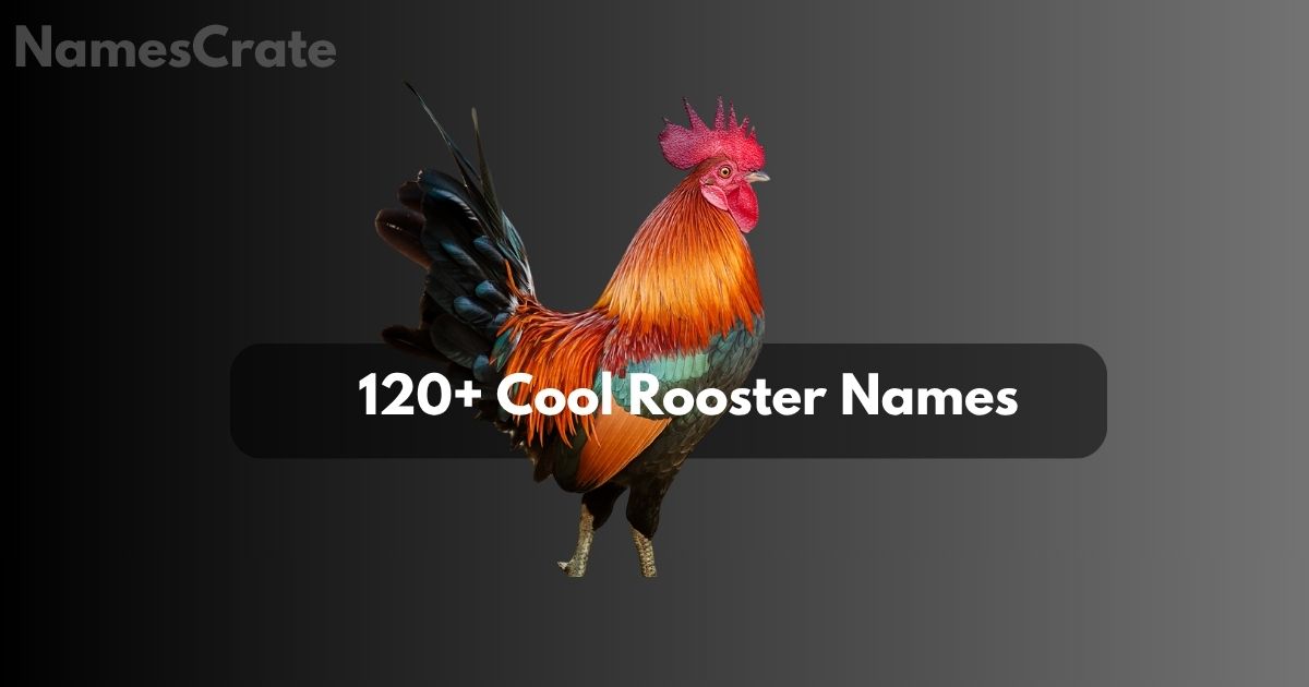 _Cool Rooster Names