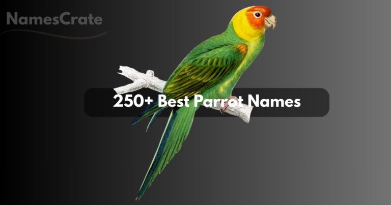 Parrot Names