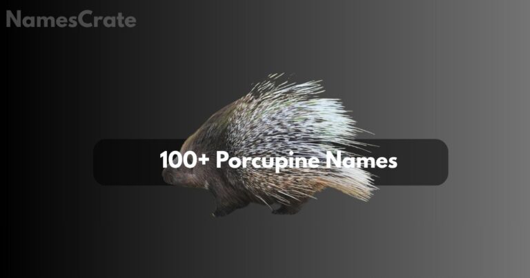 Porcupine Names