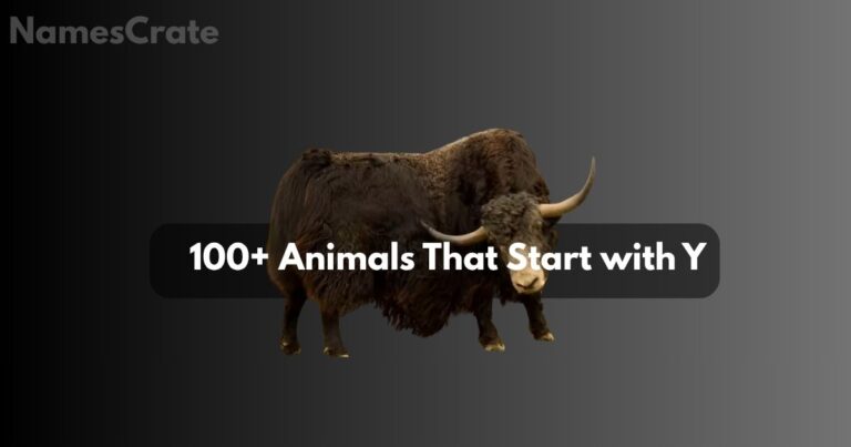 animals that start with y
