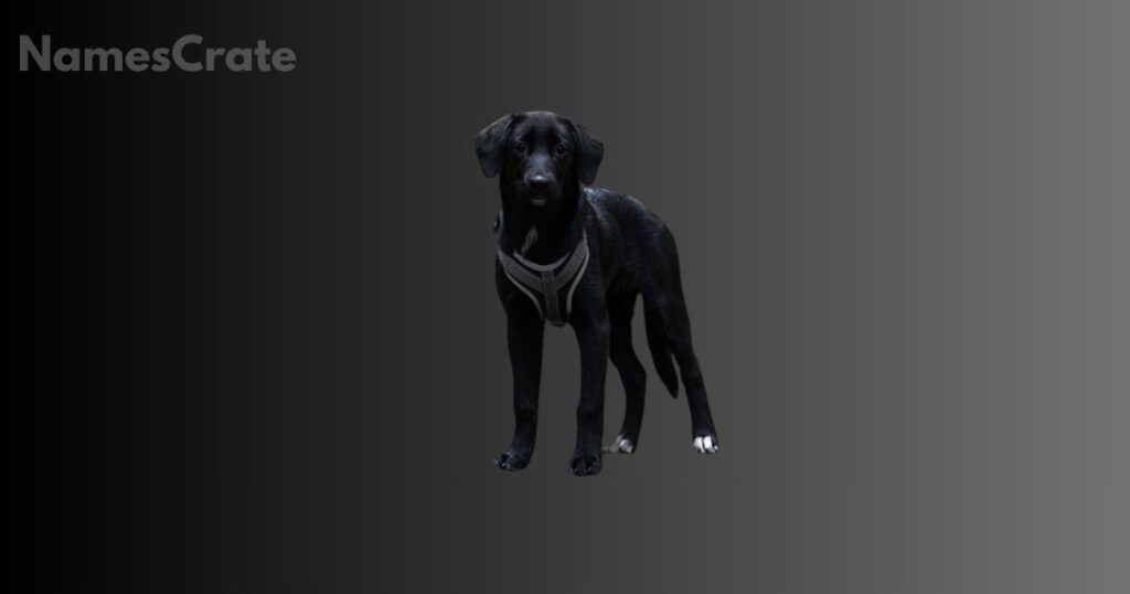 female black dog names