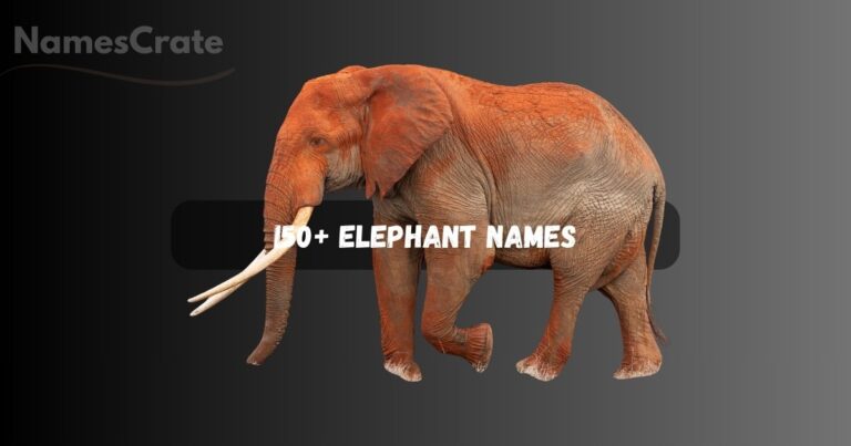 Elephant Names