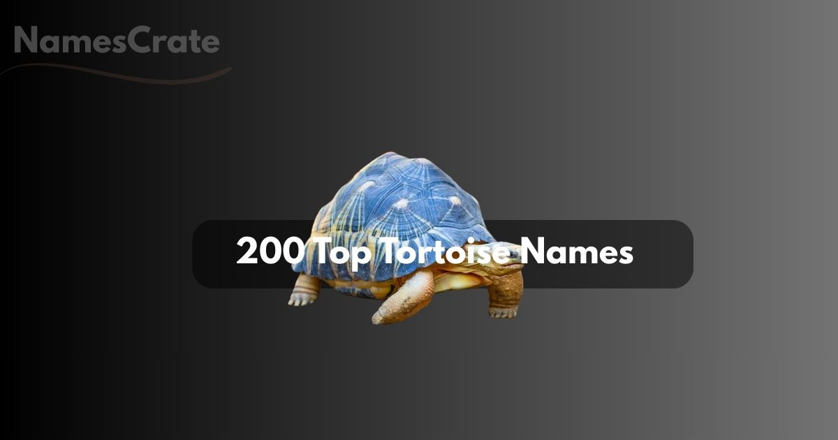 Tortoise Names